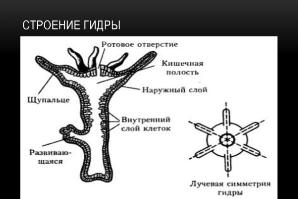 Kraken 11at