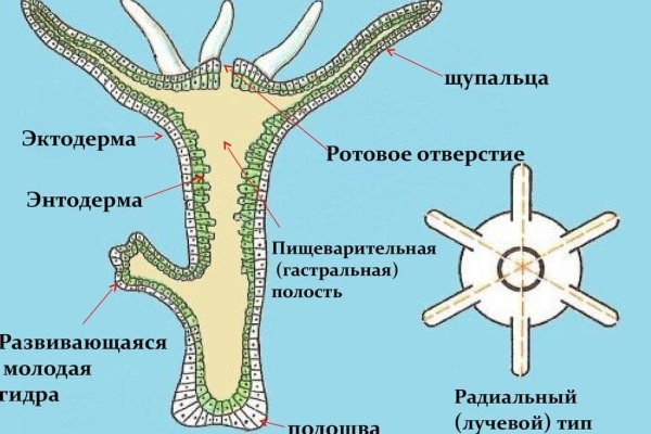 Kraken 18at зеркало