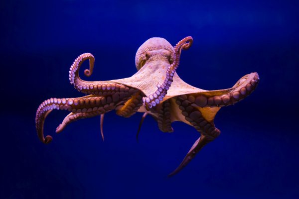 Kraken что это за магазин