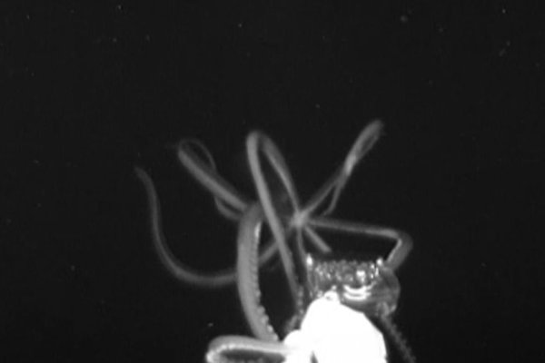 Kraken 6at