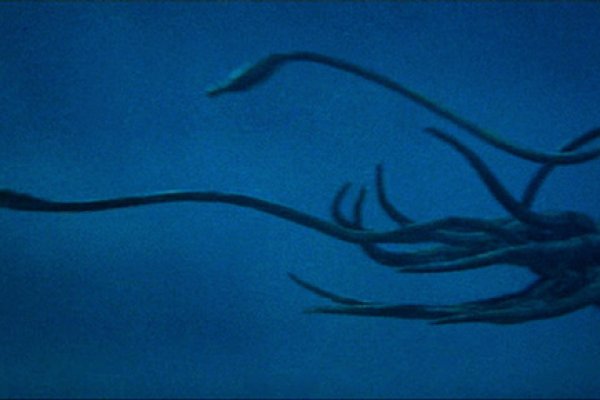 Kraken 20at net